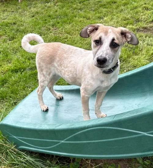 Sushi, female Mixed Breed for adoption at Tierheim Lübbersdorf