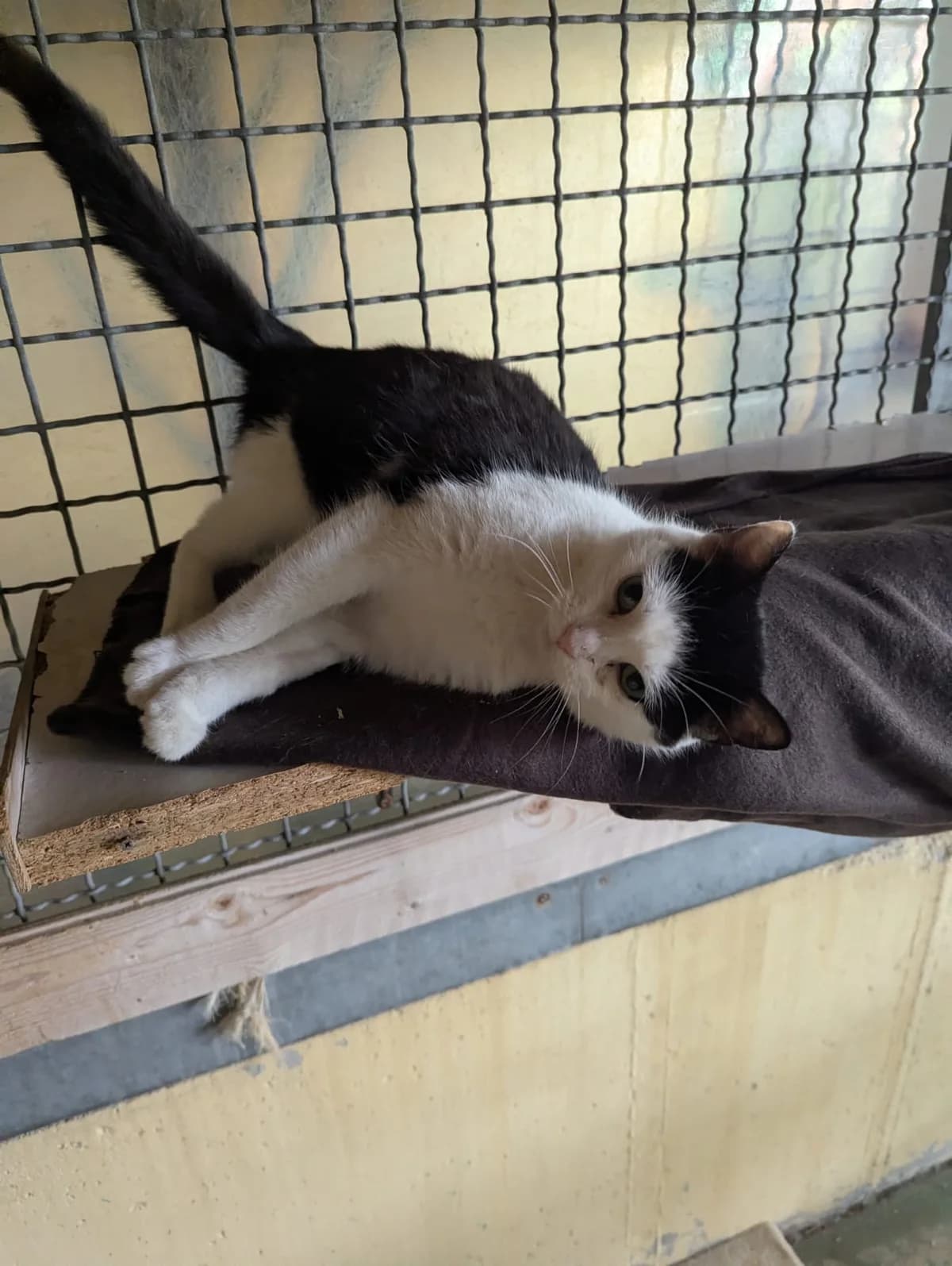 Amira, Mixed Breed for adoption at Tierheim Lüneburg, Lueneburg
