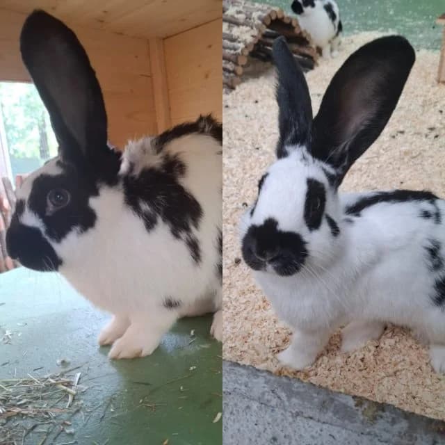 Askella & Alasia, female mixed breed for adoption at Tierheim Lüneburg, Lueneburg