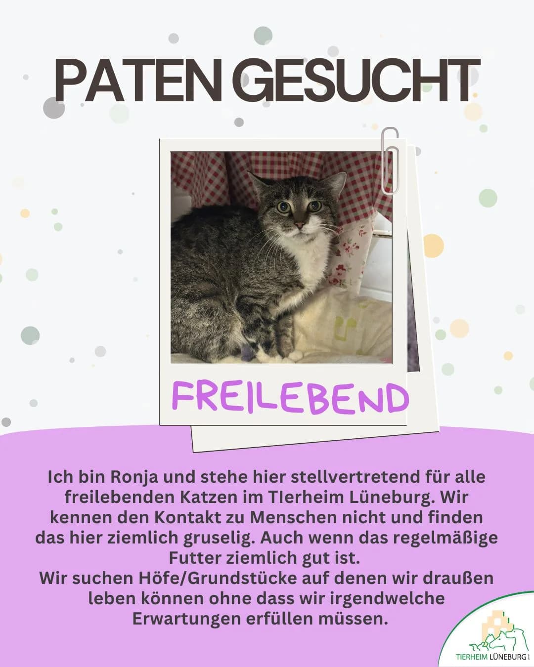 Brezel, Mixed Breed for adoption at Tierheim Lüneburg, Lueneburg