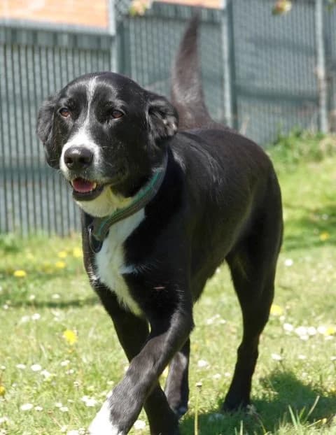 Bruno, male Mixed Breed for adoption at Tierheim Lüneburg, Lueneburg