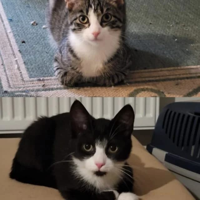 Chucky & Charlie, male puppy mixed breed for adoption at Tierheim Lüneburg, Lueneburg