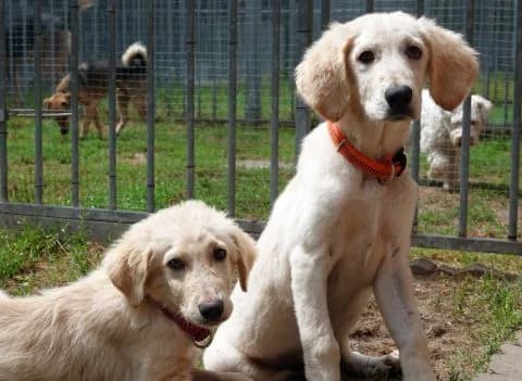 Ella & Bella, puppy Mixed Breed for adoption at Tierheim LΓΌneburg, Lueneburg