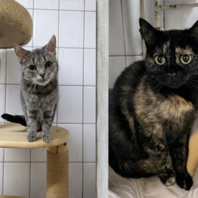 Glinda & Amara, female young mixed breed for adoption at Tierheim Lüneburg, Lueneburg