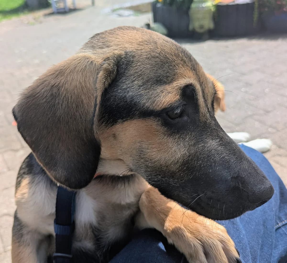 Haribo, male puppy Mixed Breed for adoption at Tierheim Lüneburg, Lueneburg