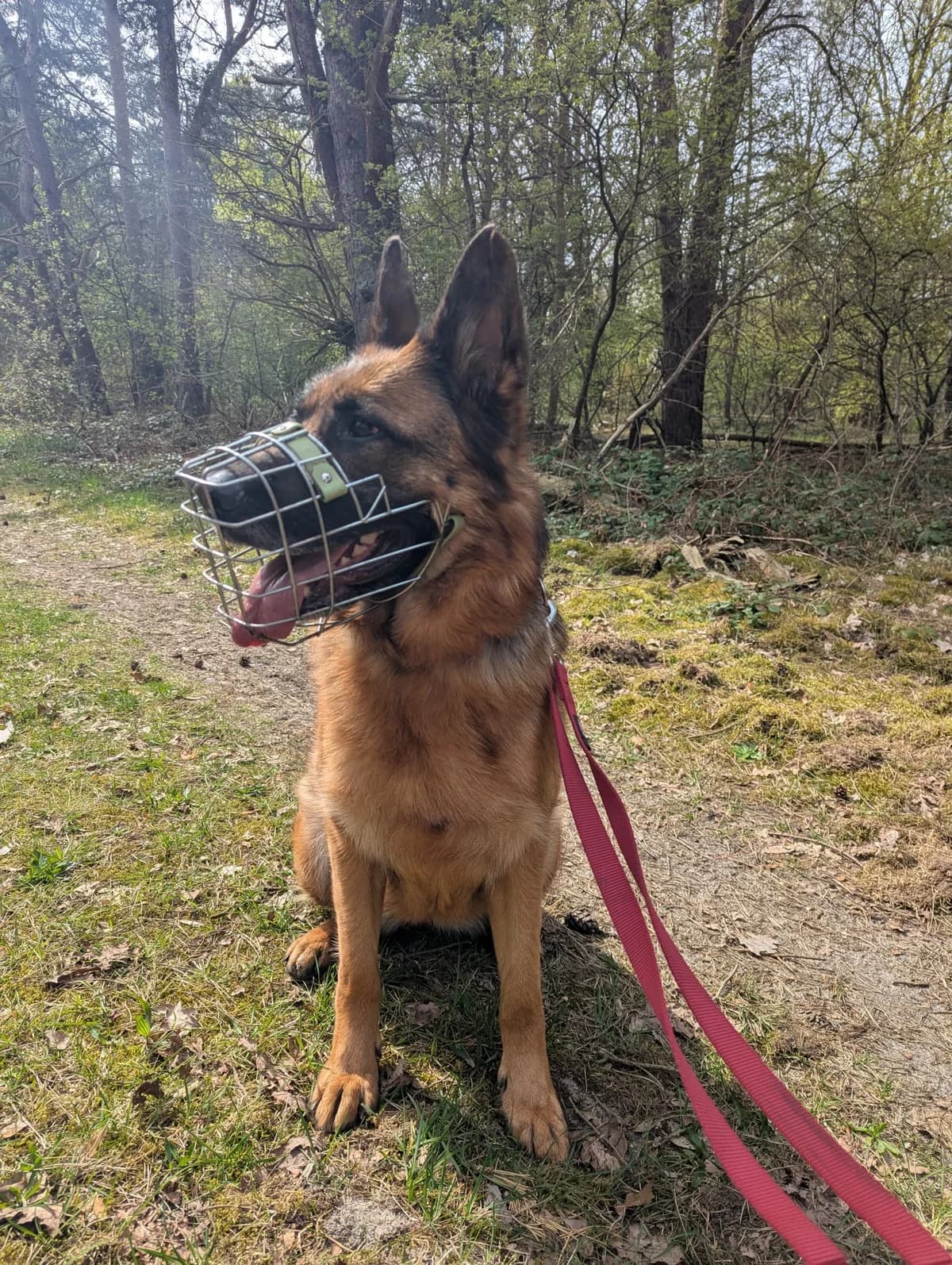 Juna, female Mixed Breed for adoption at Tierheim Lüneburg, Lueneburg
