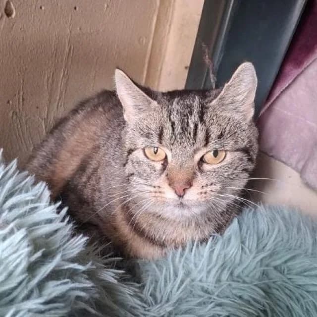 Käthe, female 4yo mixed breed for adoption at Tierheim Lüneburg, Lueneburg