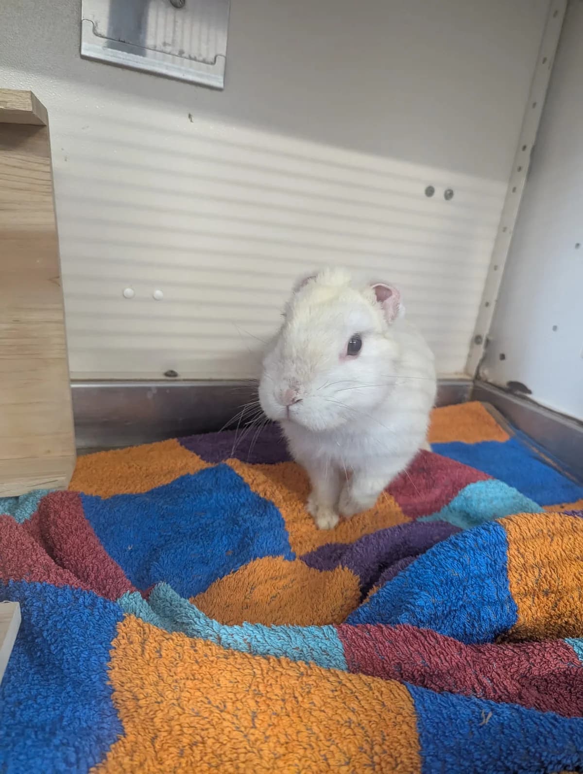Keinohrhase, Mixed Breed for adoption at Tierheim Lüneburg, Lueneburg