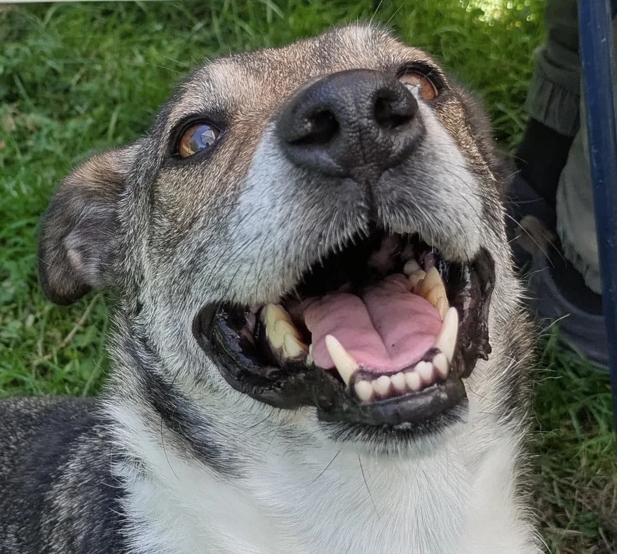Mika, Mixed Breed for adoption at Tierheim LΓΌneburg, Lueneburg
