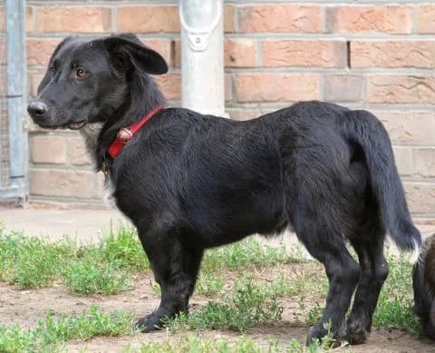 Mokka, Mixed Breed for adoption at Tierheim Lüneburg, Lueneburg