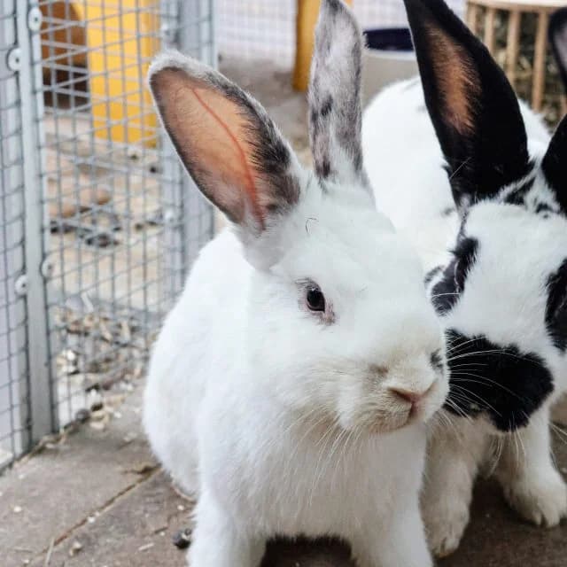 Morava, female mixed breed for adoption at Tierheim Lüneburg, Lueneburg