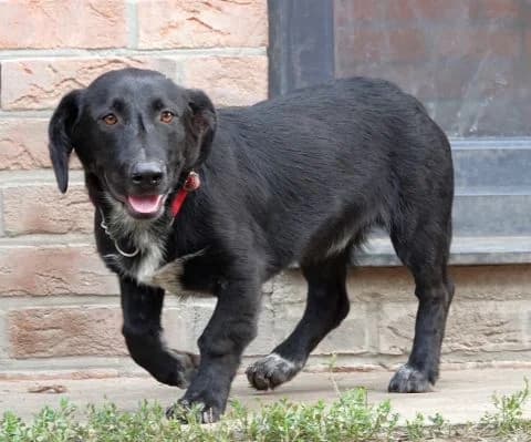 Nougat, Mixed Breed for adoption at Tierheim Lüneburg, Lueneburg
