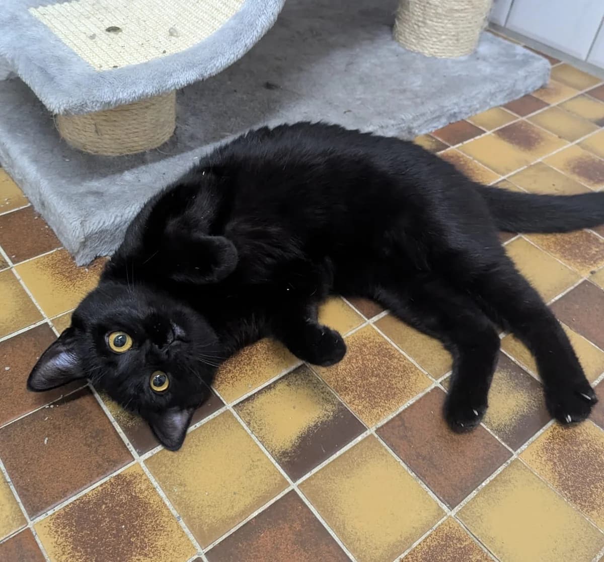 Pearl (vorgemerkt), Mixed Breed for adoption at Tierheim Lüneburg, Lueneburg