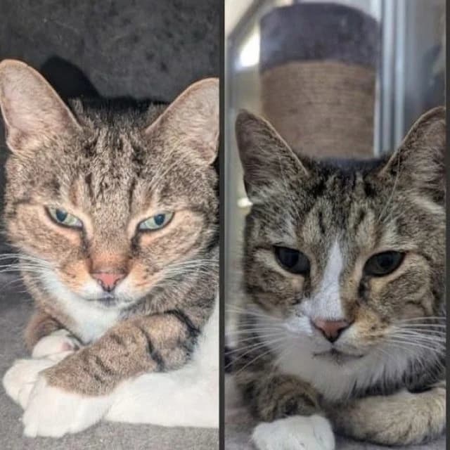Sesam & Tofu (vorgemerkt), male 7yo mixed breed for adoption at Tierheim Lüneburg, Lueneburg