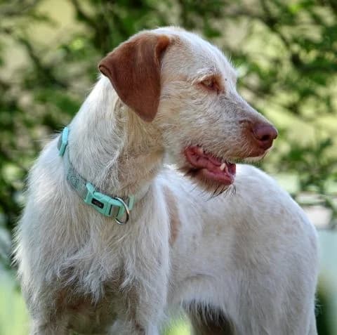 Shelly, Mixed Breed for adoption at Tierheim Lüneburg, Lueneburg
