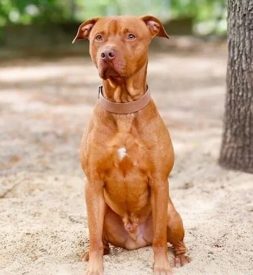 Simba, Mixed Breed for adoption at Tierheim Lüneburg, Lueneburg