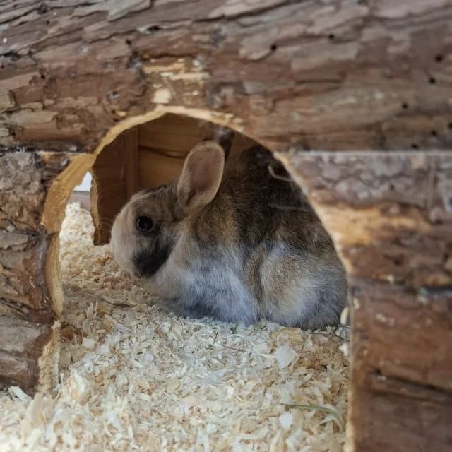 Skat, male mixed breed for adoption at Tierheim Lüneburg, Lueneburg