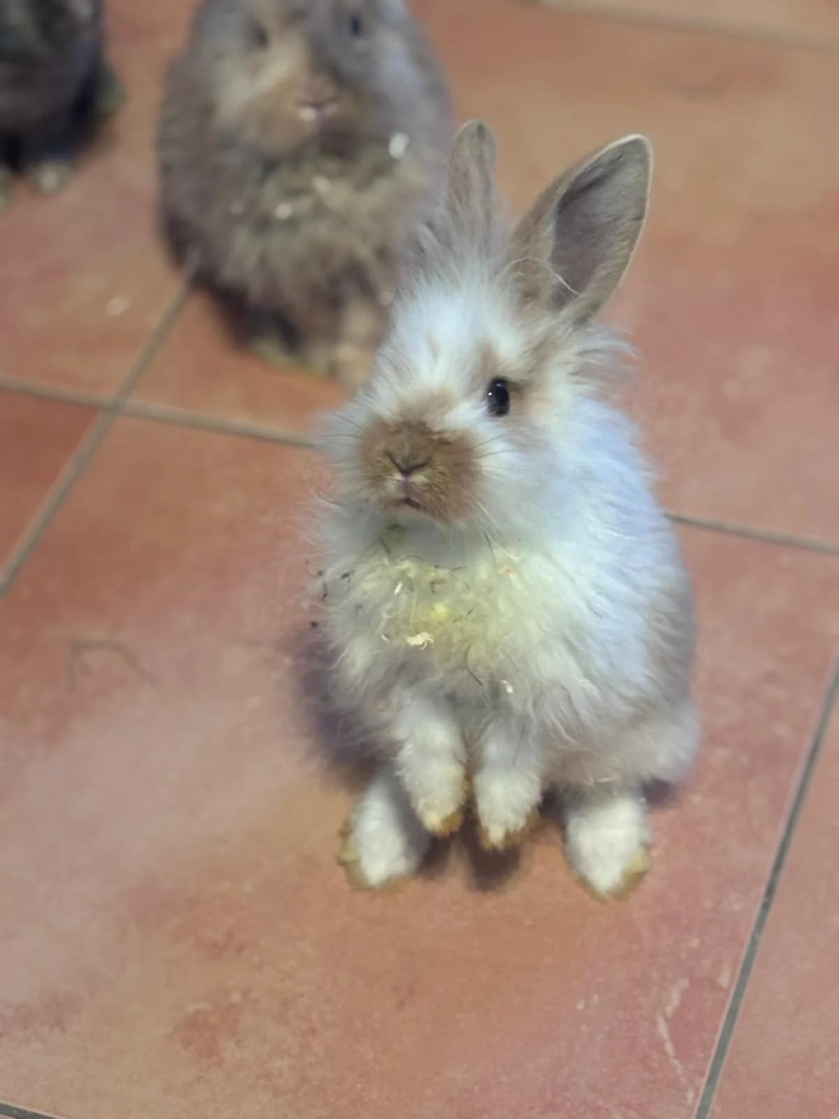 Snowball und Qurly, Mixed Breed for adoption at Tierheim Lüneburg, Lueneburg