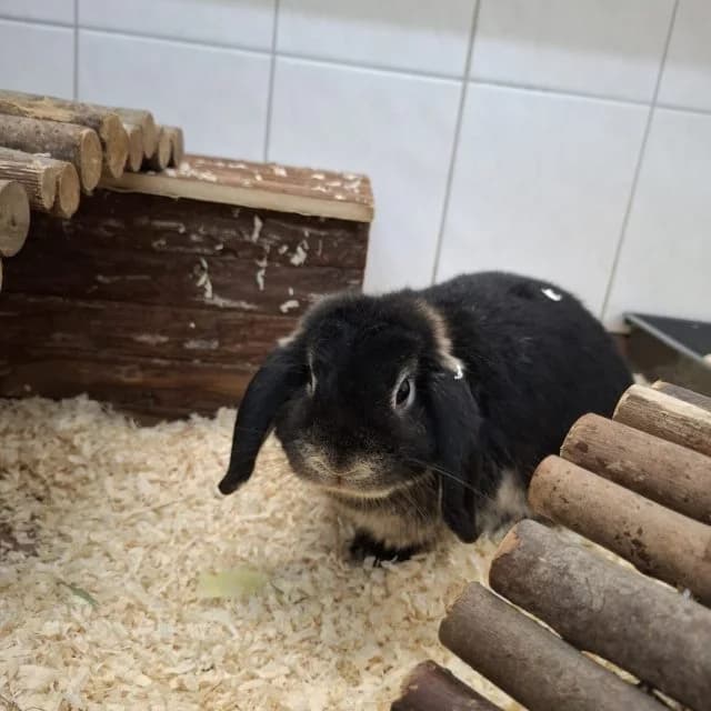 Steffen, male Mixed Breed for adoption at Tierheim Lüneburg, Lueneburg