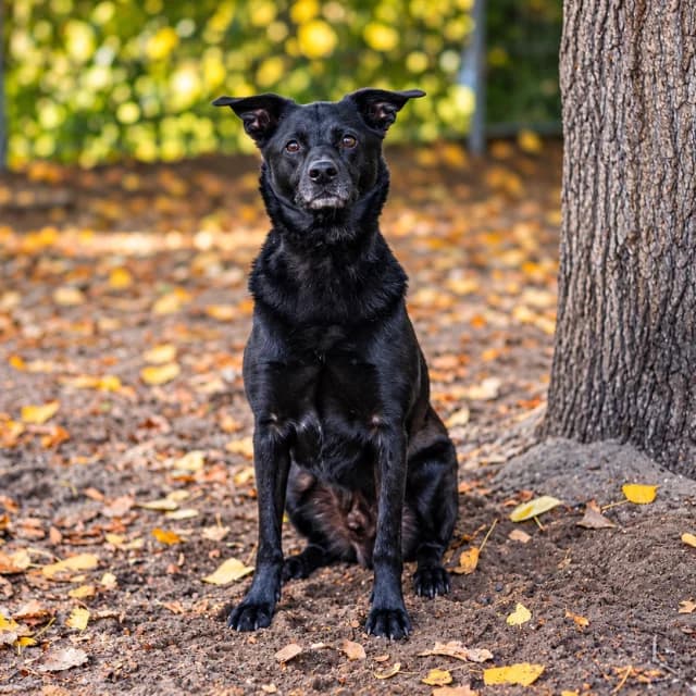 Tabata, male 3yo Mixed Breed for adoption at Tierheim Lüneburg, Lueneburg