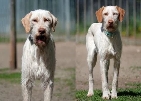 Nelly & Shelly, Mixed Breed for adoption at Tierheim Lüneburg, Lueneburg