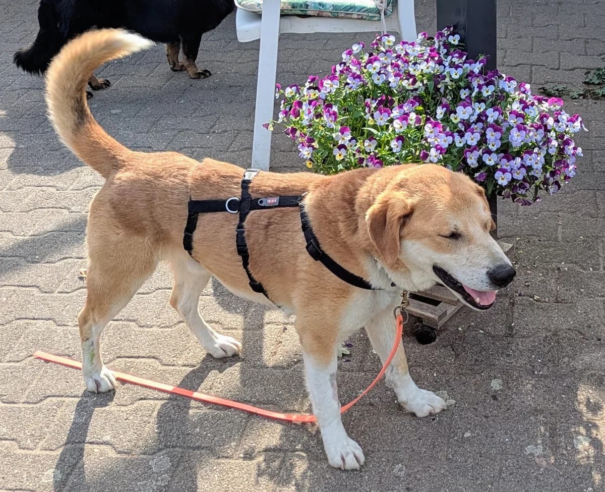 Toffee, male Mixed Breed for adoption at Tierheim LΓΌneburg, Lueneburg