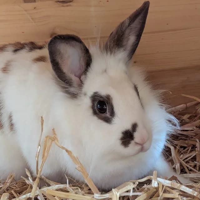 Wieli, female Mixed Breed for adoption at Tierheim Lüneburg, Lueneburg