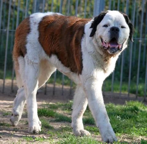 Willy, Mixed Breed for adoption at Tierheim Lüneburg, Lueneburg