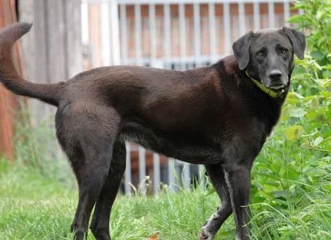 Yuna, female Mixed Breed for adoption at Tierheim Lüneburg, Lueneburg