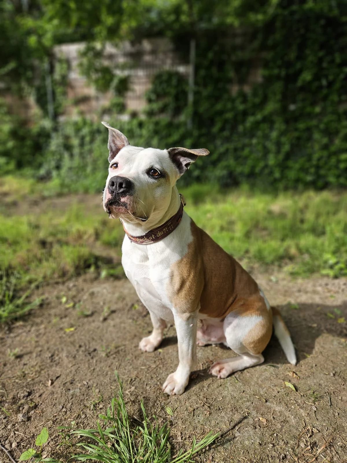 Titus, male senior Mixed Breed for adoption at Tierheim Mannheim, Mannheim
