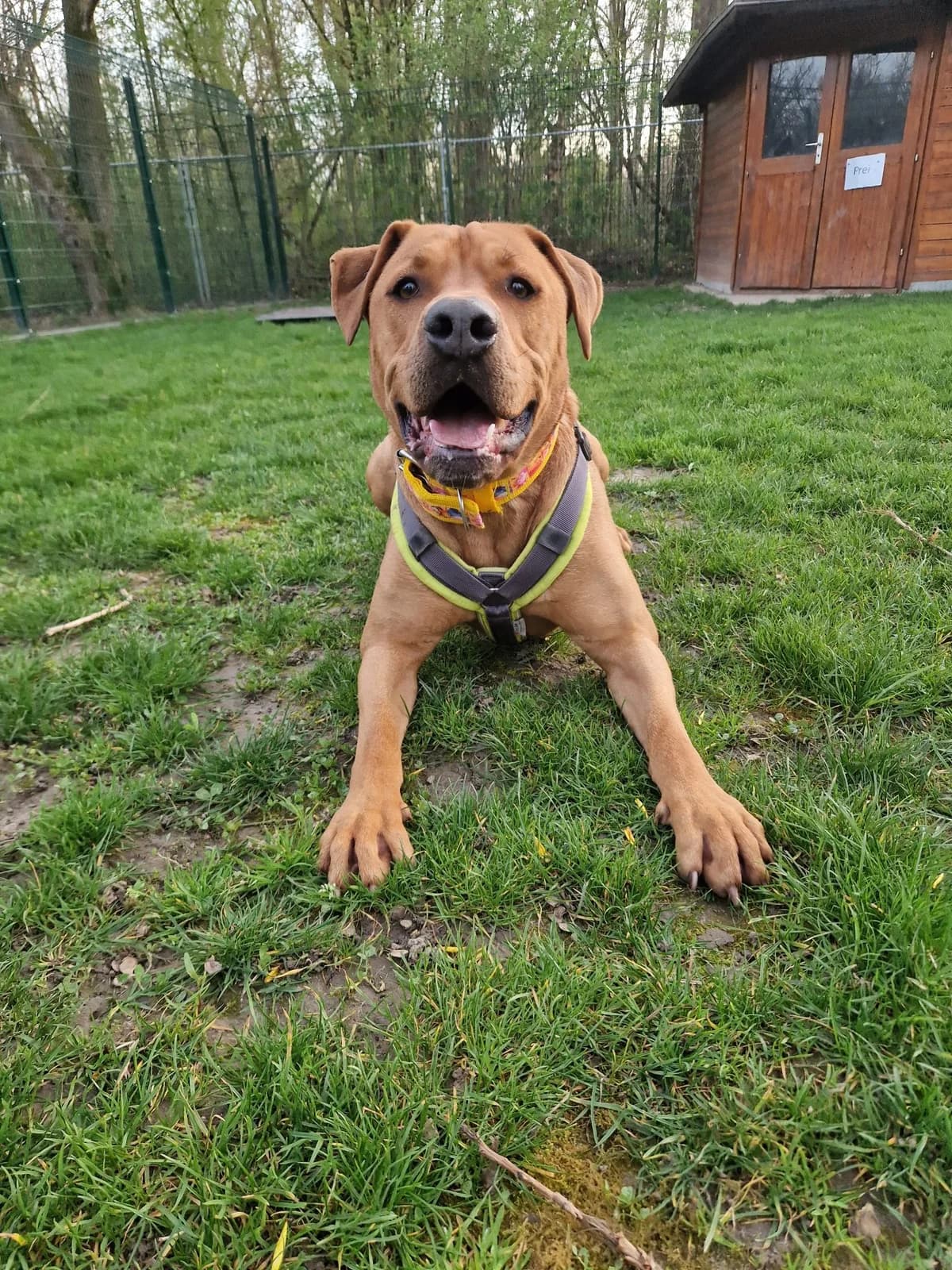 Juice, male 6yo English Bulldog for adoption at Tierheim Mannheim, Mannheim