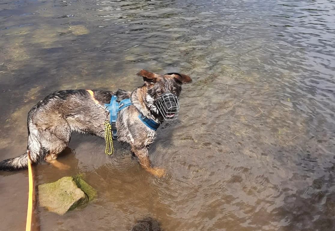 Only, female 3yo German Shepherd for adoption at Tierheim Mannheim, Mannheim