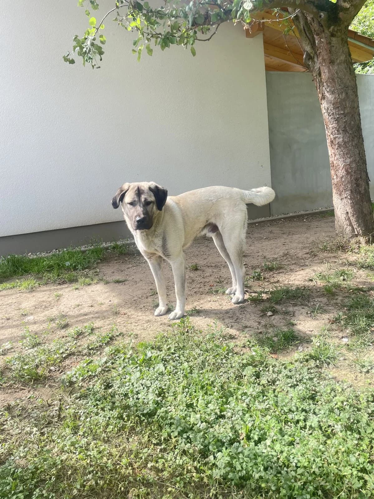 Lopaka, male young Kangal for adoption at Tierheim Mannheim, Mannheim