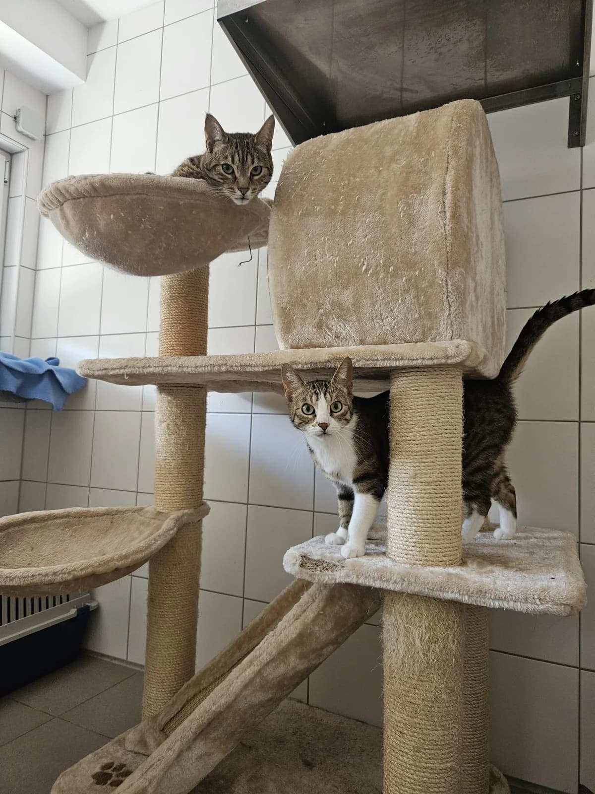 Fendi & Sukura, male 3yo European Shorthair for adoption at Tierheim Mannheim, Mannheim