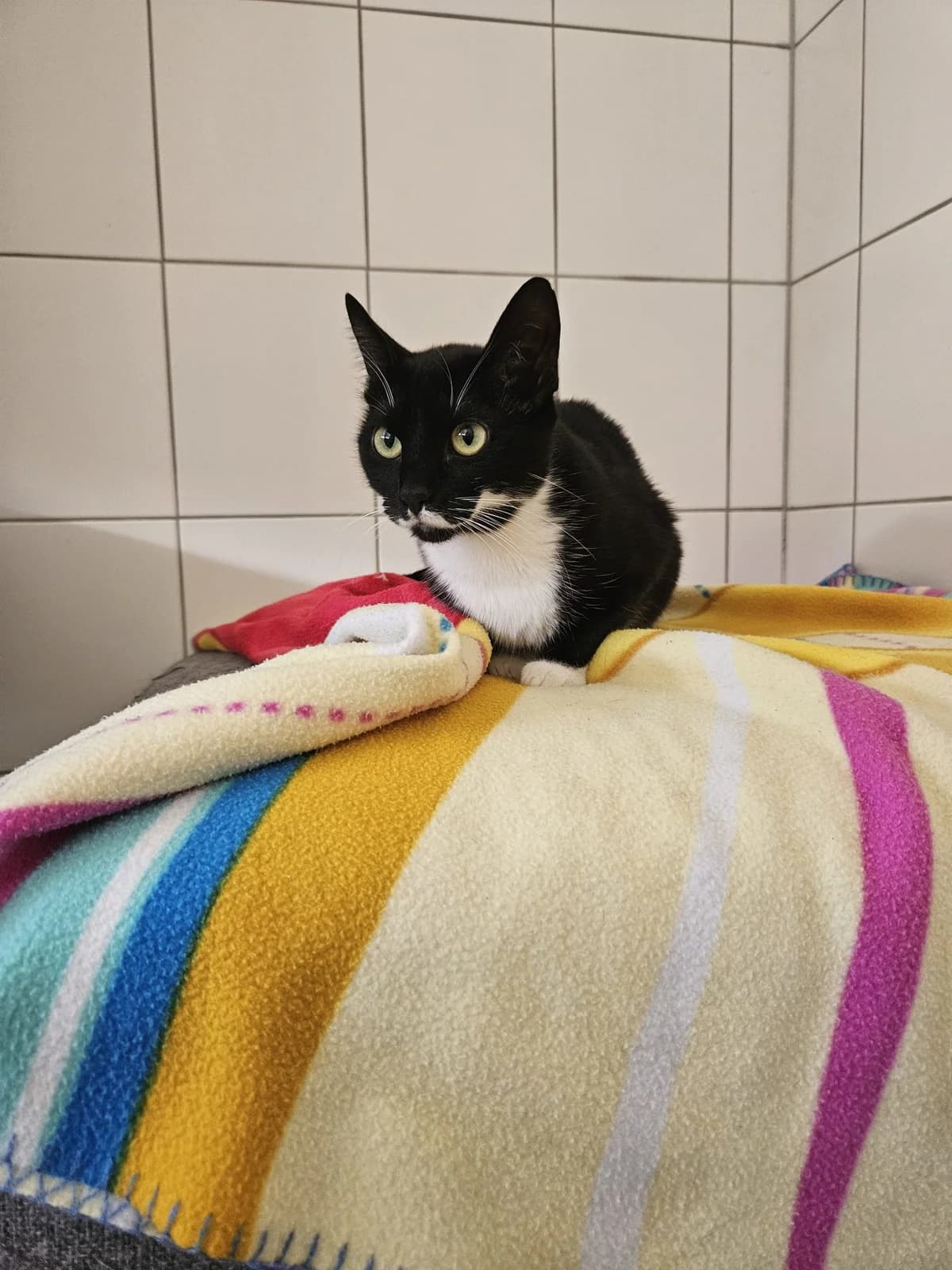 Tchino, female 3yo European Shorthair for adoption at Tierheim Mannheim, Mannheim