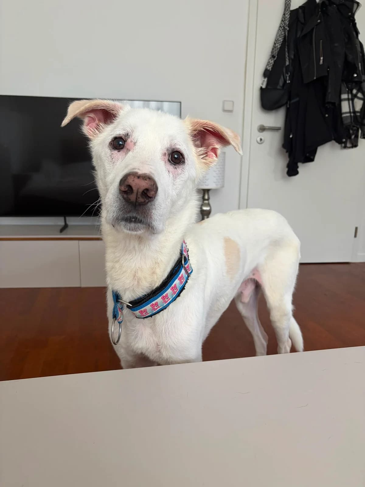 Milo, male senior mixed breed for adoption at Tierheim Mannheim, Mannheim