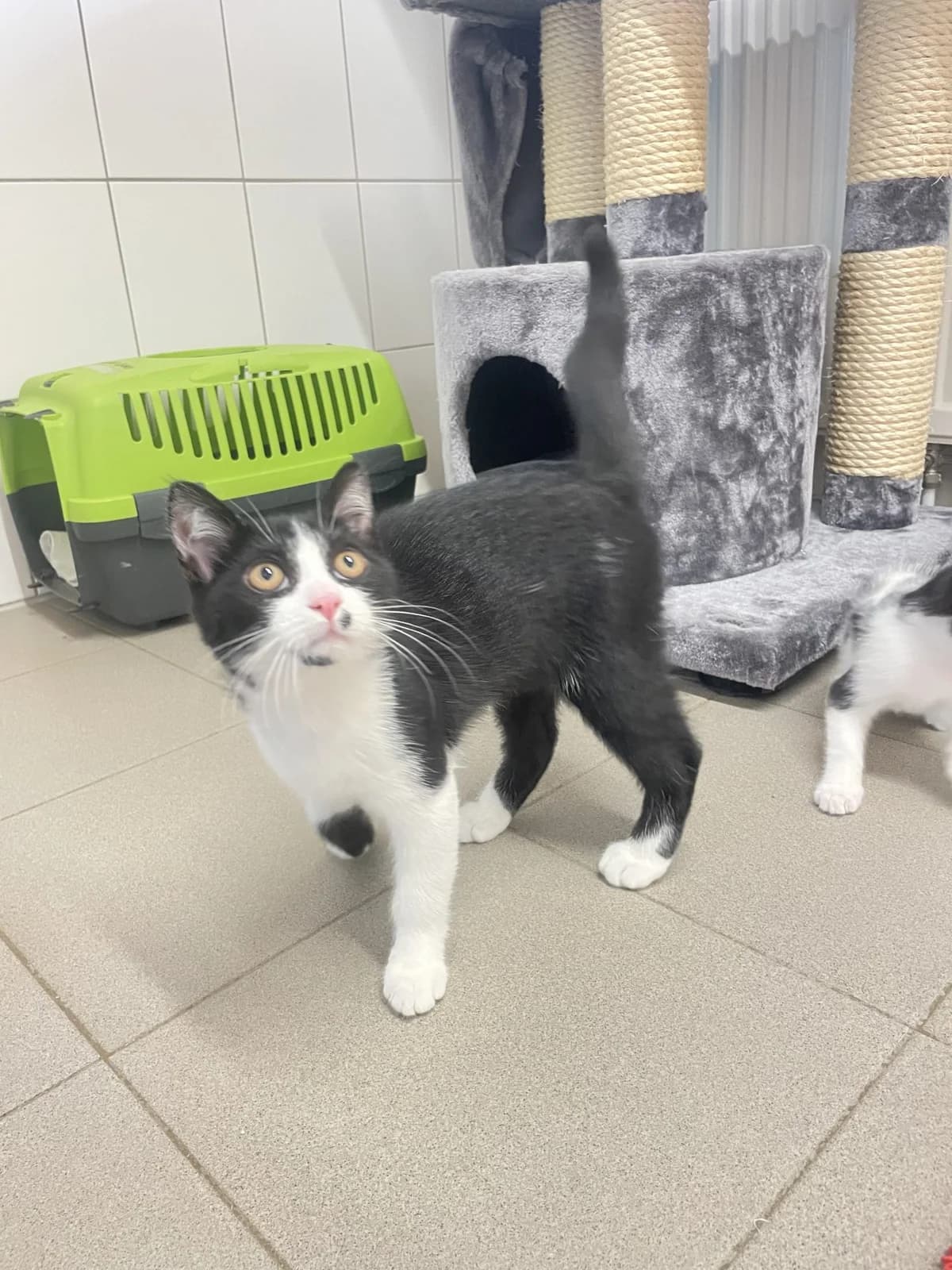 Drax, Sanji, Zorro, Chopper, male puppy European Shorthair for adoption at Tierheim Mannheim, Mannheim