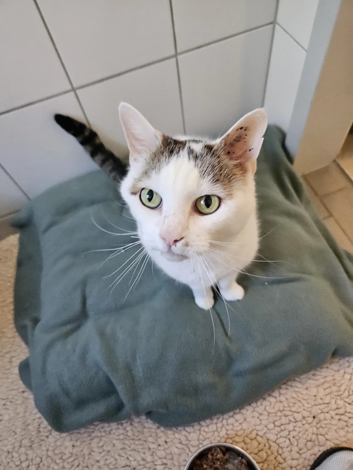 Gonzo, male 3yo European Shorthair for adoption at Tierheim Mannheim, Mannheim