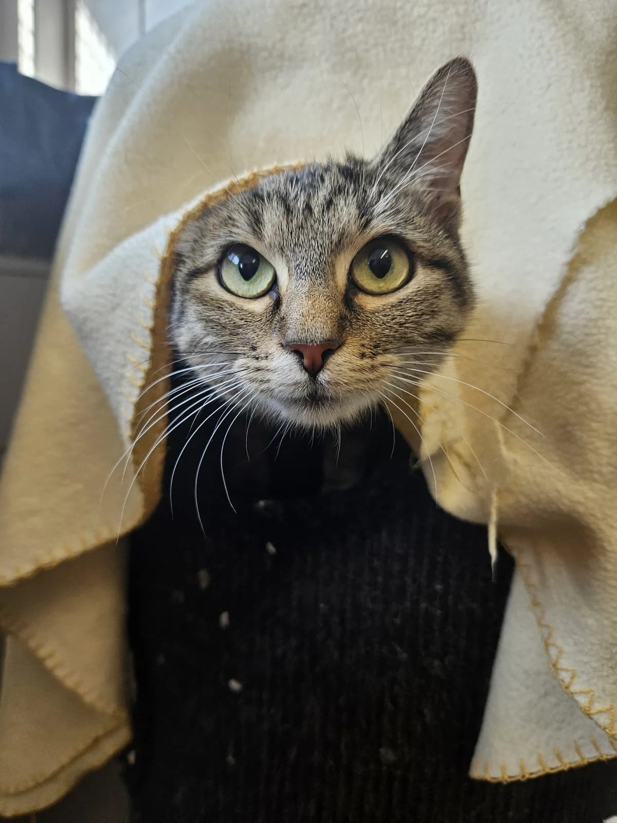 Luise, female young European Shorthair for adoption at Tierheim Mannheim, Mannheim