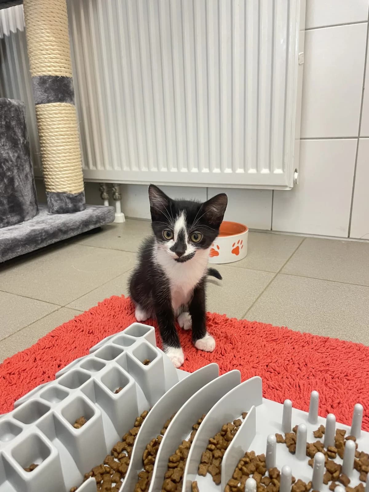 Aang, Sokka, Zuko, Katara, male puppy European Shorthair for adoption at Tierheim Mannheim, Mannheim