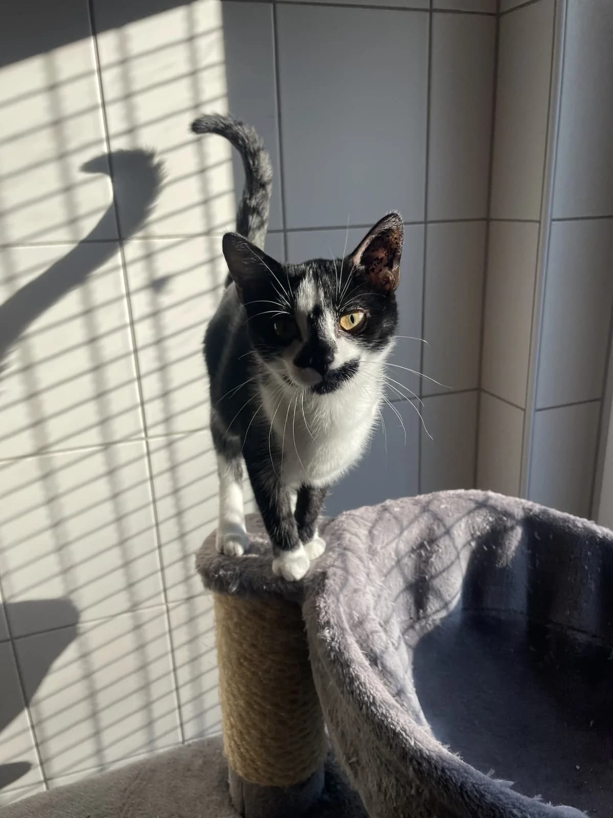 Katara, female puppy European Shorthair for adoption at Tierheim Mannheim, Mannheim