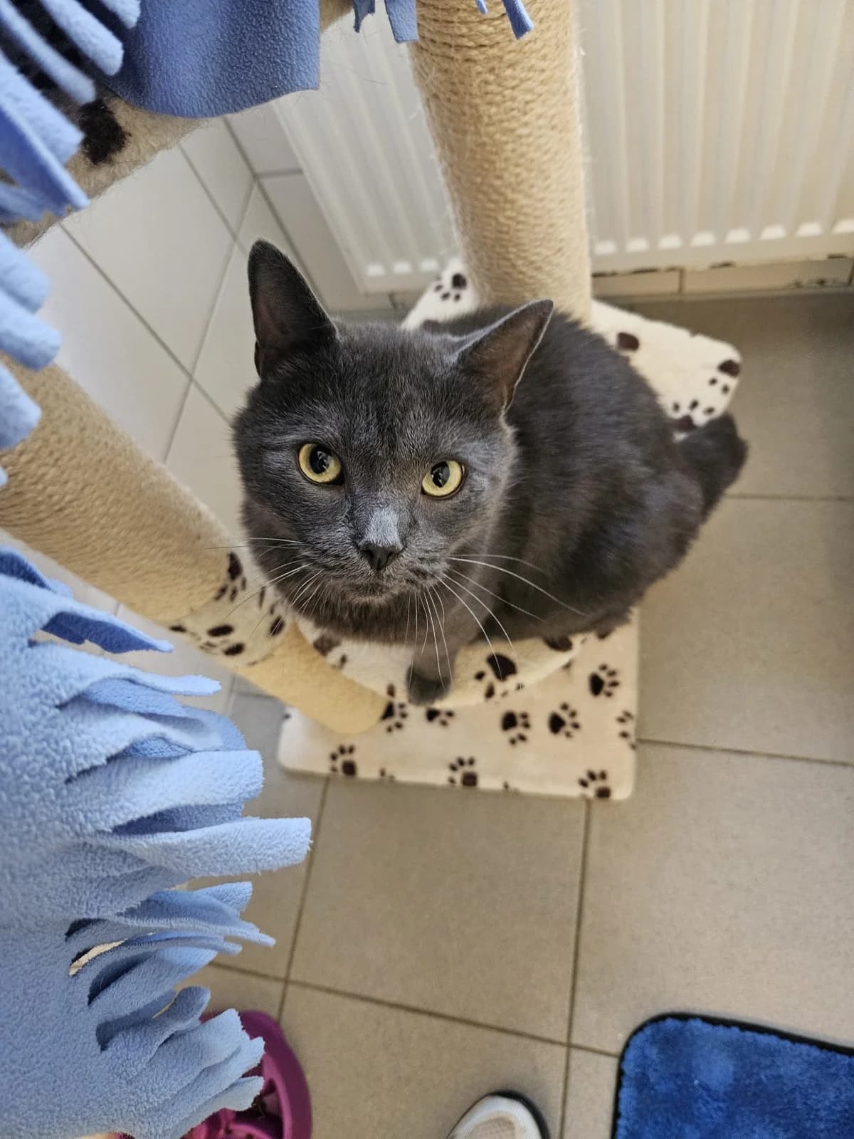 Rainy, female 3yo mixed breed for adoption at Tierheim Mannheim, Mannheim