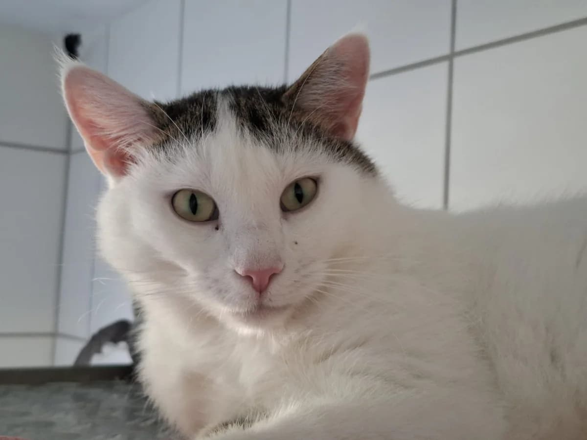 Leo, male young European Shorthair for adoption at Tierheim Mannheim, Mannheim