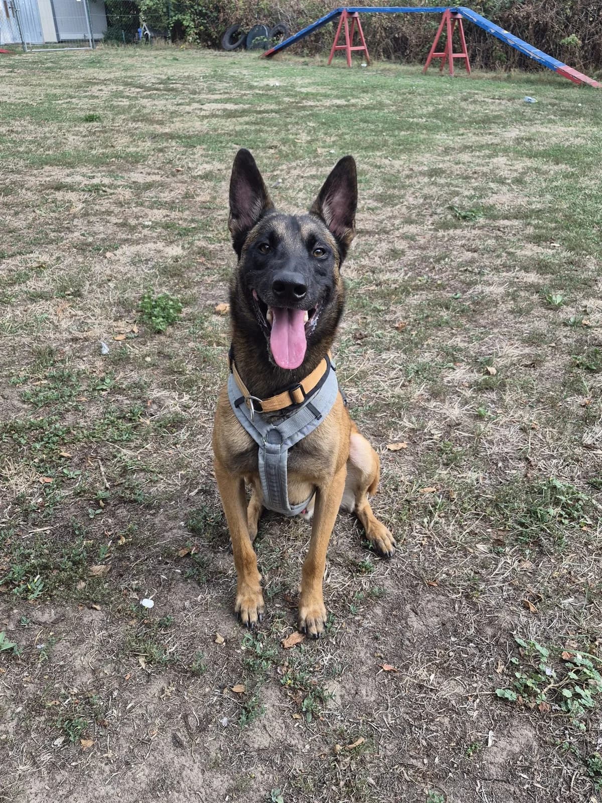 Ruffy, male young Belgian Malinois for adoption at Tierheim Mannheim, Mannheim