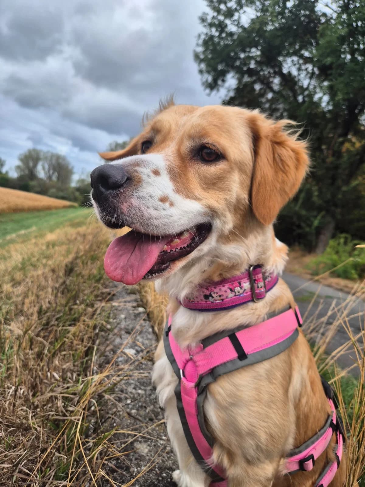 Peggy, female 3yo Mixed Breed for adoption at Tierheim Mannheim, Mannheim