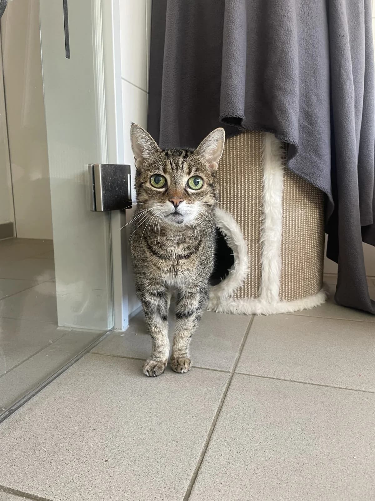 Margi, female senior European Shorthair for adoption at Tierheim Mannheim, Mannheim