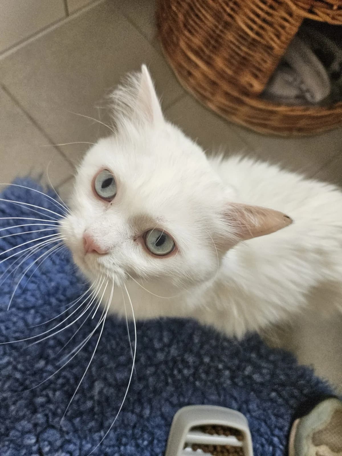 Yuki, male 3yo mixed breed for adoption at Tierheim Mannheim, Mannheim