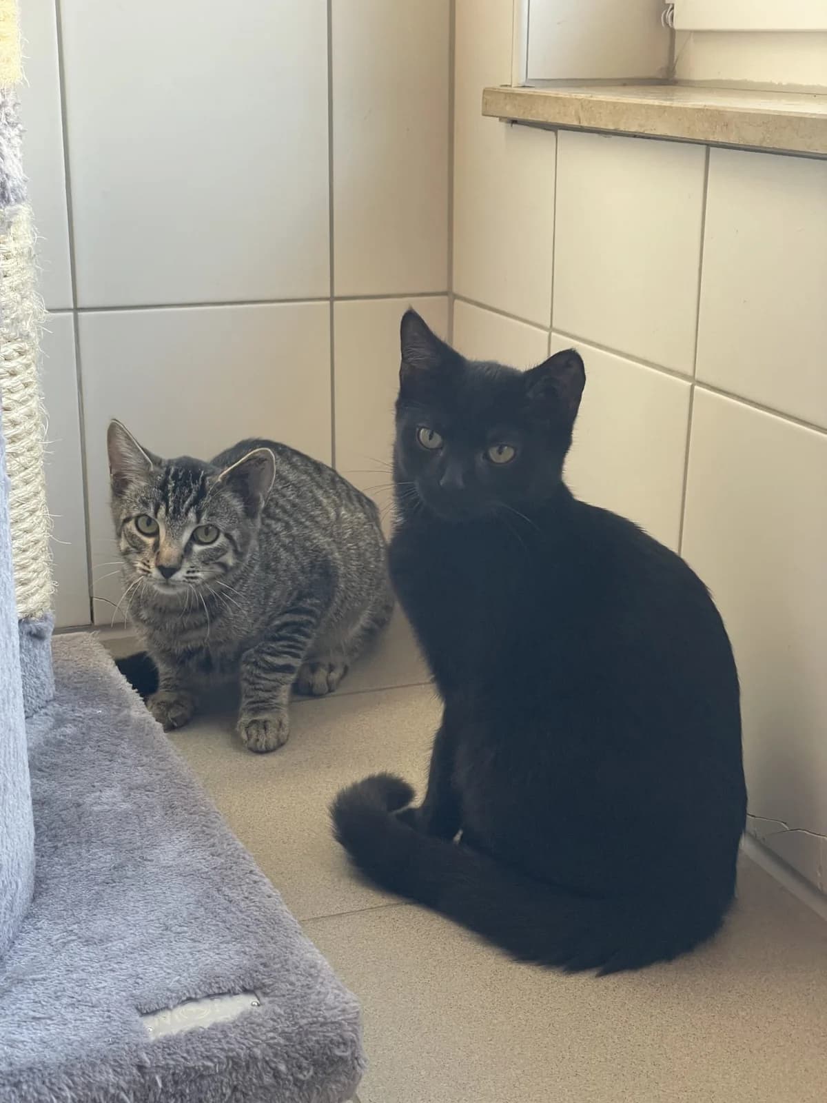 Koda & Kovu, male puppy European Shorthair for adoption at Tierheim Mannheim, Mannheim