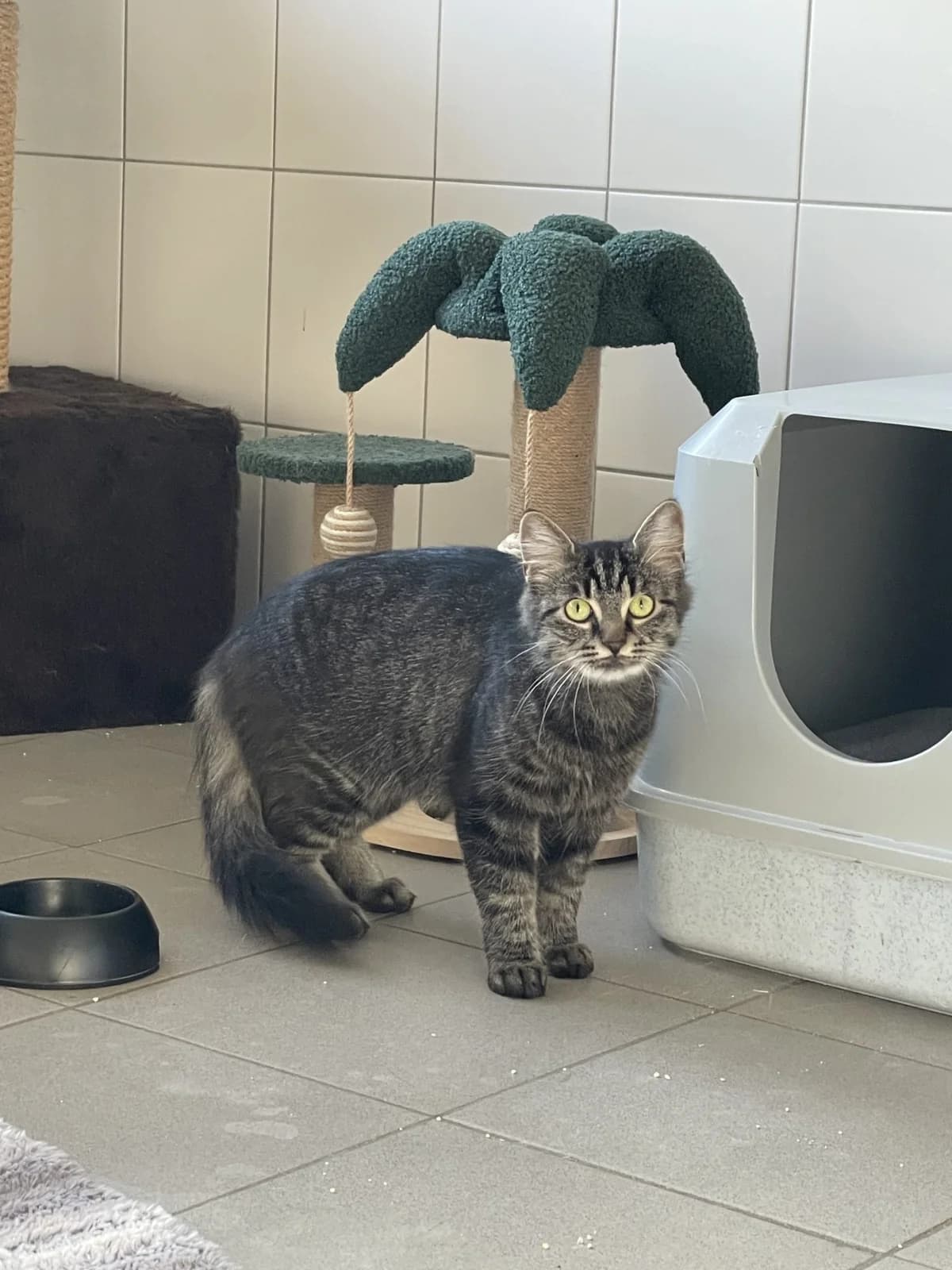 Gwendolin, female young mixed breed for adoption at Tierheim Mannheim, Mannheim