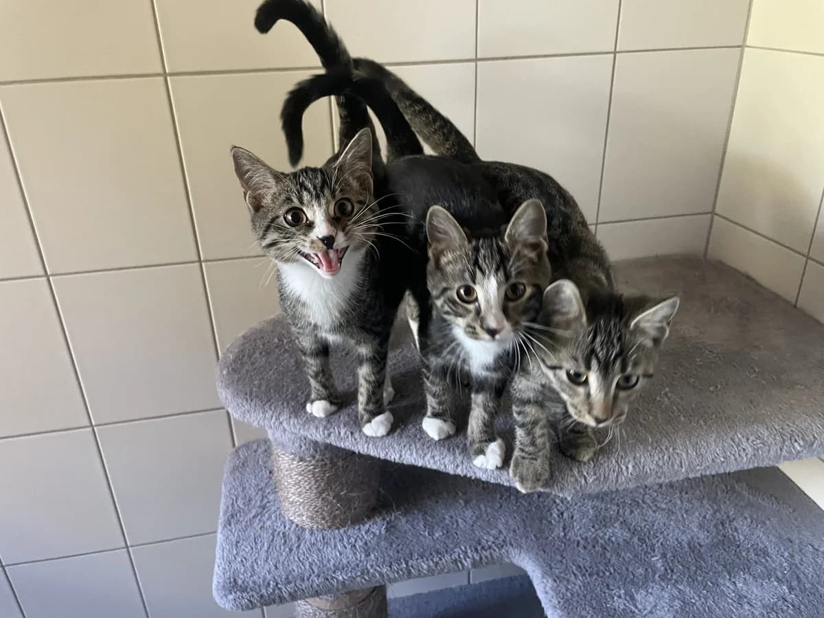 Tick, Trick, Track, male puppy European Shorthair for adoption at Tierheim Mannheim, Mannheim